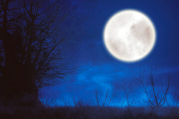 Wall Mural - spooky forest with glowing moon at midnight time