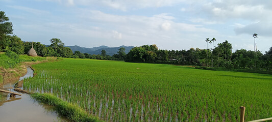 Closeup of a cultivated rice field beside a water irrigation