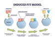 Induced fit model process explanation with enzyme active site and products outline diagram. Labeled educational substrate binding steps scheme with complex forms and conversion in scientific graph.