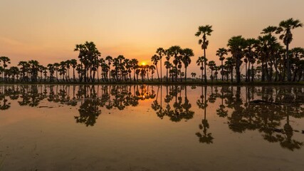 Wall Mural - aerial view of dong tan trees in green rice field in national park at sunset in sam khok district in