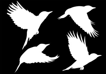 Wall Mural - four woodpecker silhouettes isolated on black