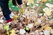 Seasonal Garden Plants Trimming. Farmer In Yellow Gloves And Red Rubber Boots Cuts Off Branches Of Shrub In Garden With Long Scissors In Autumn. 