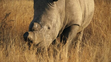 closeup front view of white rhino standing between tall yellow grass in african savannah