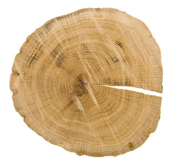 Wall Mural - Tree slice isolated on white background.