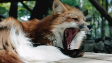 Sleepy Fox Having A Yawn Then Sleeps Peacefully - Close Up