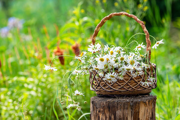 Wall Mural - A small wicker basket with daisies on an old wooden table against a background of natural greenery and blurred flowers