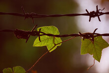 Green Leaves Of Climbing Plant On Rusty Barbed Wire In Soft Evening Light Of Rustic Autumn. Dangerous Border Background In Fall.