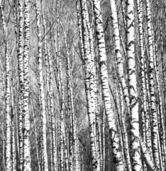 Wall Mural - Spring view of trunks of birch trees black and white