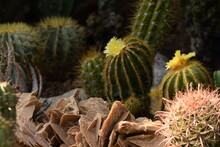 Cactus, Collection Of Various Cactuses, Blooming Yellow Cactus, Cacti Natural Background.