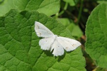 Beautuful White Butterfly On Green Leaf Background