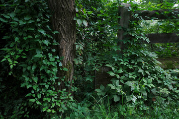 Wall Mural - Vegetation in an urban park