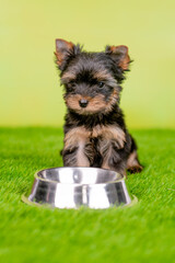 Wall Mural - Yorkshire terrier puppy sitting on green summer grass with empty metal bowl