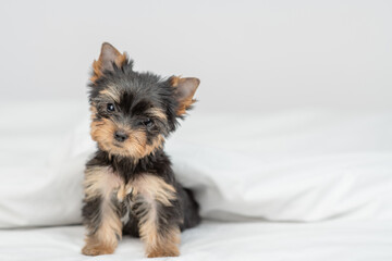 Sticker - Little Yorkshire terrier puppy sits under warm blanket on the bed at home. Empty space for text