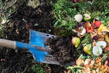 Earthworms In The Soil On Blue Color Shovel, Compost Box Outdoors Full With Garden Browns And Greens And Food  Wastes,  Sustainable Life Concept 