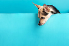 Small Dog On A Mock Up For Text, Puppy Terrier Looks Out From A Blue Background,pet With A Copy Space For Animal Stores, Feed, Veterinary Clinic