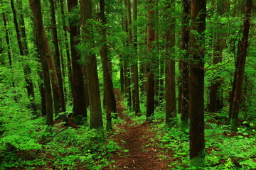 Naklejka na meble 岩手県花巻市　夏の金精長根