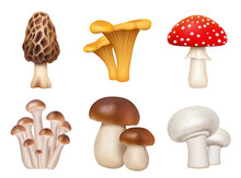 Mushrooms Plants. Realistic Natural Foods For Kitchen Preparing Products Golden Chanterelle Champignons Decent Vector Mushrooms Pictures Set