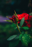 Fototapeta Tulipany - red rose in the garden