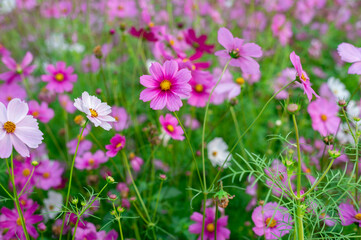 Wall Mural - background field aster of cosmos flower bloom gardens bloom beautifully