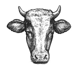 Sketch of muzzle of cow with horns. Portrait vector illustration