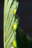 Fototapeta Tulipany - close up detail of a palm leaf (edge)