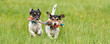 © Karoline Thalhofer - Two dogs run and play with a ball in a meadow. A young cute Jack Russell Terrier puppy with her bitch