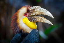 Wreathed Hornbill (Rhyticeros Undulatus) Male, Also Known As The Bar-pouched Wreathed Hornbill