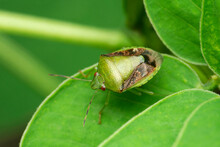 Dorsal Of Green Stink Bug, Chinavia Halaris, Satara, Maharashtra, India