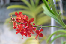 Red Orchids Blooming In The Backyard 