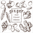 © Evgenii Dolzhenkov - Hand drawn collection of ginger root on a transparent background. Sketches of the root, flower, and ginger leaves. Vintage style engraving