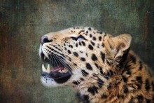 Amur Leopard Looking Up. Indigenous To Southeastern Russia And Northeast China, And Listed As Critically Endangered. Processed To Look Like An Old Painting.