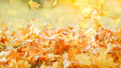 Wall Mural - Fall season blurred. Beautiful autumn yellow and red foliage in golden sun. Falling leaves natural background landscape. copy space, selective focus. Abstract