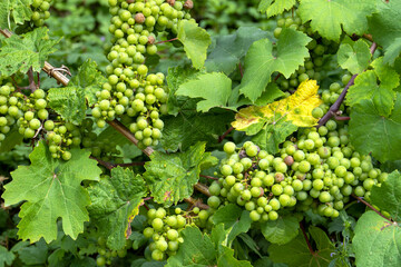 Poster - Weinreben in Beilstein an der Mosel