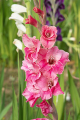Wall Mural - pink gladiolus spike (gladiolus).