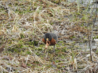 American Robin with a frog in its beak, in the Quehanna Wild Area, Moshannon State Forest, Weedville, Pennsylvania.