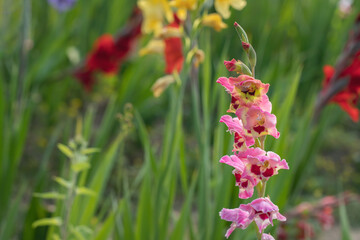 Wall Mural - colorful pink gladiolus spike on a gladiolus field or cutting garden.
