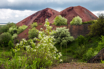 Blooming on the dumps of an old coal mine