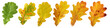 collection of autumn oak leaves. isolated.
