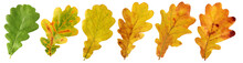 Collection Of Autumn Oak Leaves. Isolated.