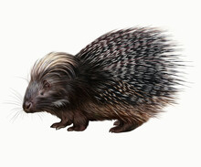 The Porcupine (Hystrix)