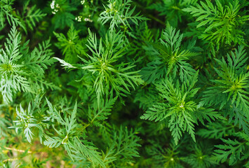  Background, texture of green blooming ragweed, a summer plant in the garden. Allergic growth.