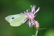 Motyl bielinek rzepnik (Pieris rapae) pożywiający się nektarem