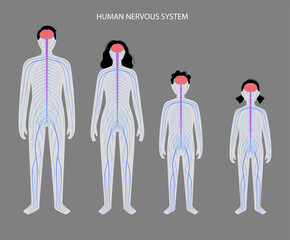 Canvas Print - Human nervous system