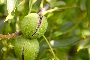 Sticker - Walnut tree with walnut fruit in pericarp on branch