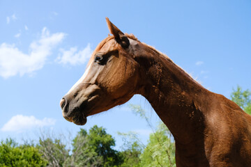 Poster - portrait of a horse outdoors with sky background