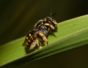 Wall Mural - Macro of a wasp