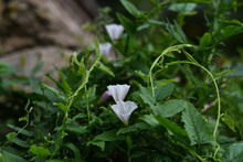 Field Bindweed With White Delicate Flowers And Curly Stems Against A Blurred Background Of Its Own Fresh Greenery And A Gray Base Of A Stone Wall In The Soft Light Of A Summer Day With Light Clouds.