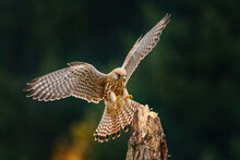 European Kestrel, Falco Tinnunculus, Landing On Old Rotten Trunk. Female Of Bird Of Prey With Widely Spread Wings In Flight. Wildlife Scene From Autumn Nature. Also Known As Old World Kestrel.
