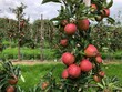 Gala apples in a commercial orchard