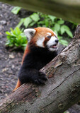 Fototapeta Zwierzęta - red panda in tree